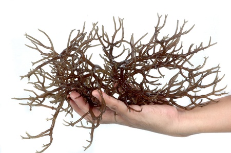 hand holding fresh brown seaweed isolated on white backgroundの写真素材
