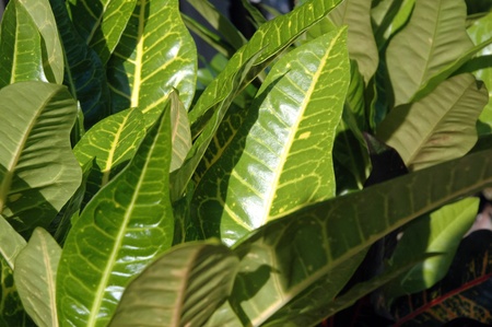  pattern leafs of tropical croton plants