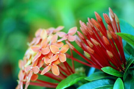 beautiful orange flowers (Ixora coccinea)  with grove green leafsの写真素材