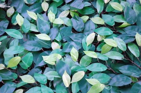 green leafs backgroundの写真素材