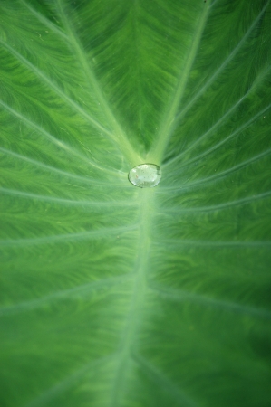 water droplets on the leaves of taroの写真素材