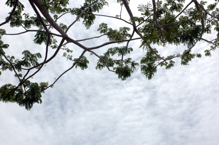 low viewpoint of branches with white clouds backgroundの写真素材
