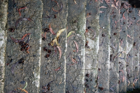concrete stairs slick and mossy
