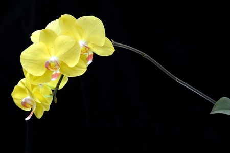 moon s orchid  Phalaenopsis amabilis   on black backgroundの写真素材