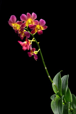 Dendrobium orchid on black backgroundの写真素材