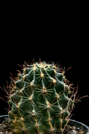 cactus isolated on black backgroundの写真素材