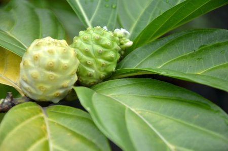 noni fruit (Morinda citrifolia)
