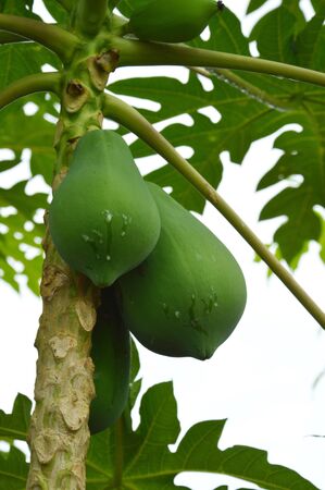 green papaya fruitの写真素材