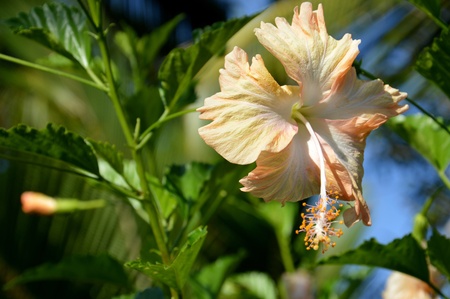 bright orange hibiscus flower