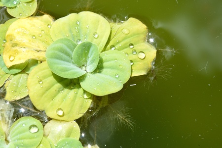 Floating plants in a pond