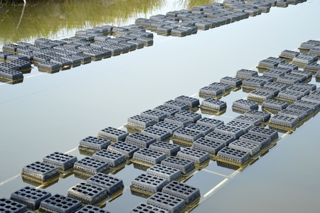 black boxes crab on soft-shelled crab farming pondsの写真素材