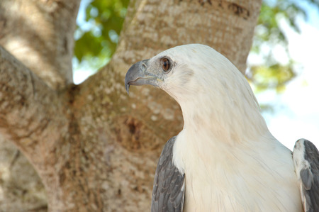 white eagleの写真素材