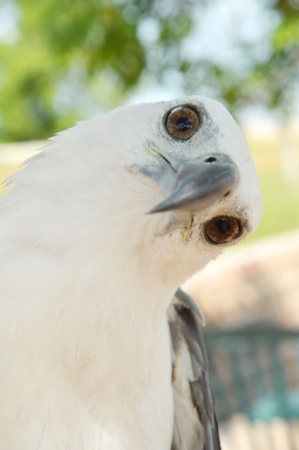 white eagleの写真素材