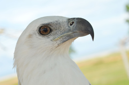white eagle