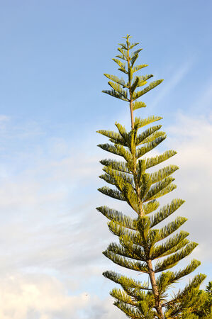 spruce with blue sky backgroundの写真素材
