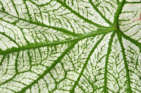 detailed of pattern leaf texture