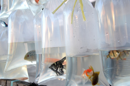 inlaid fish in plastic retailの写真素材