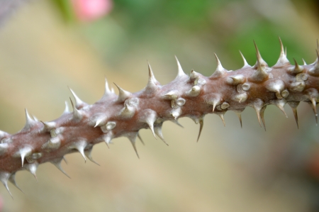 thorns on the stem at crown of thorns flowers  Euphorbia milli Desmoulの写真素材