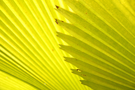 detailed pattern and texture of green palm leaf