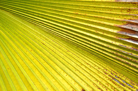 detailed pattern and texture of green palm leafの写真素材
