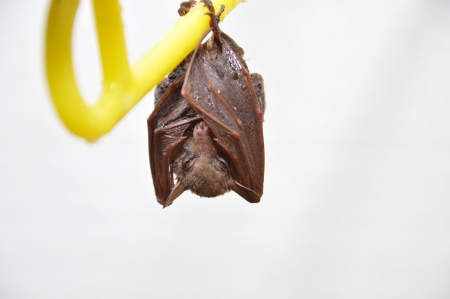 little bat sleep depends on the yellow hanger isolated on white backgroundの写真素材