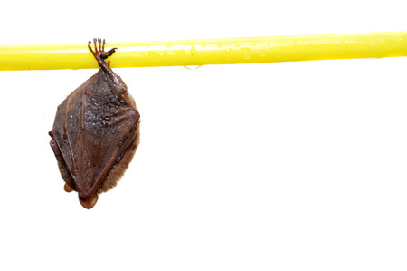 little bat sleep depends on the yellow hanger isolated on white background