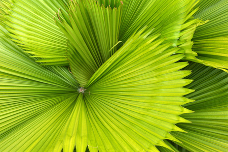 detailed pattern and texture of green palm leaf
