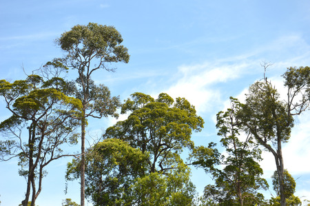 big tree against blue skyの写真素材