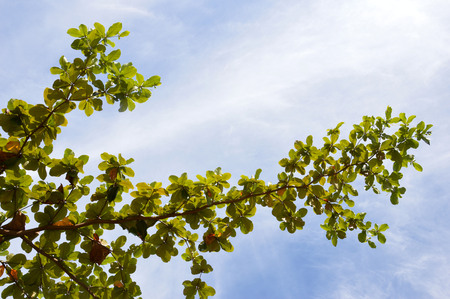 branches against blue skyの写真素材