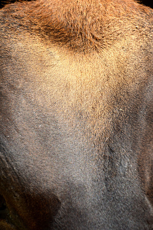 detailed texture of neat's leatherの写真素材