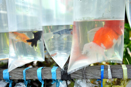 inlaid fish in plastic retail