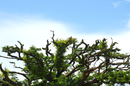 big tree against blue skyの写真素材