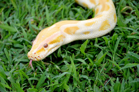 albino phyton on the grass