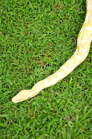 albino phyton on the grass