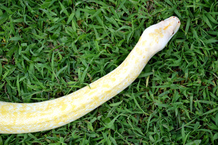 albino phyton on the grass