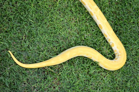 textured of albino phyton skin on the grass