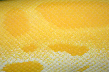 detailed textured of albino phyton skin