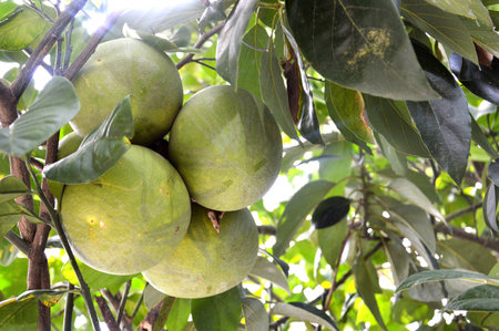 four green grapefruit on the tree