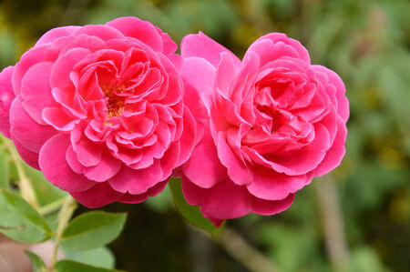 the red rose in naturalの写真素材