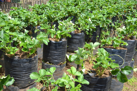 strawberry tree nursery in black plastic bagsの写真素材