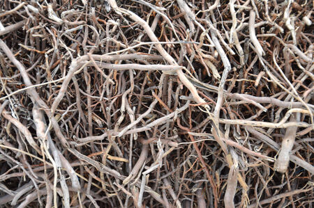 root of the tree background
