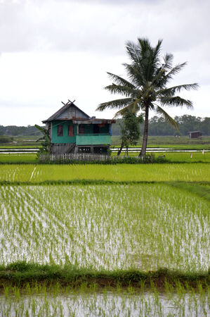 rice field in South Sulawesi Indonesiaのeditorial素材