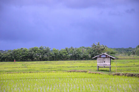 rice field in South Sulawesi Indonesiaの写真素材