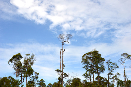 tropical forests in the mountainsの写真素材