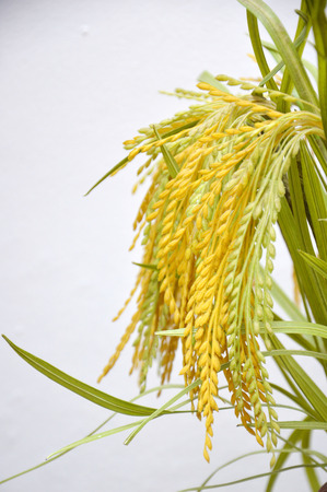 artificial paddy on white backgroundの写真素材