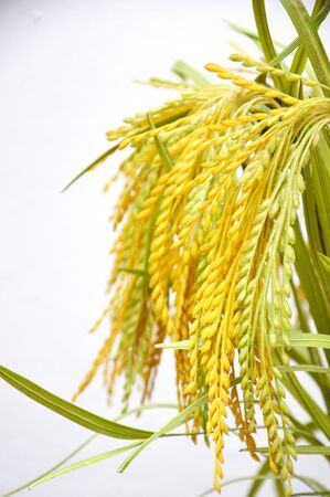 artificial paddy on white backgroundの写真素材