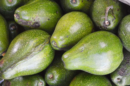 green avocado background