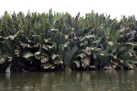 nipah tree on mouth of the riverの写真素材