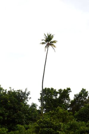 coconut tree agaist blue skyの写真素材