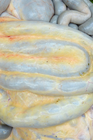 cow intestines in the abdomenの写真素材
